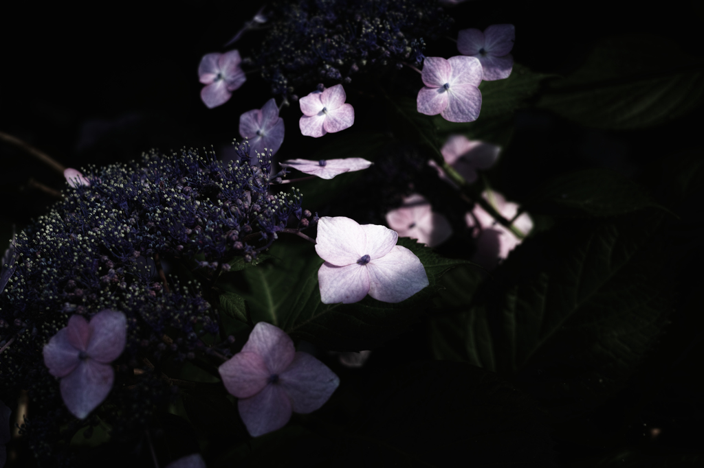 DP2M0621