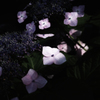 DP2M0621