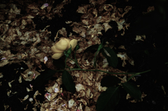 栄華