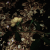 栄華