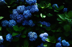 DP2M0625