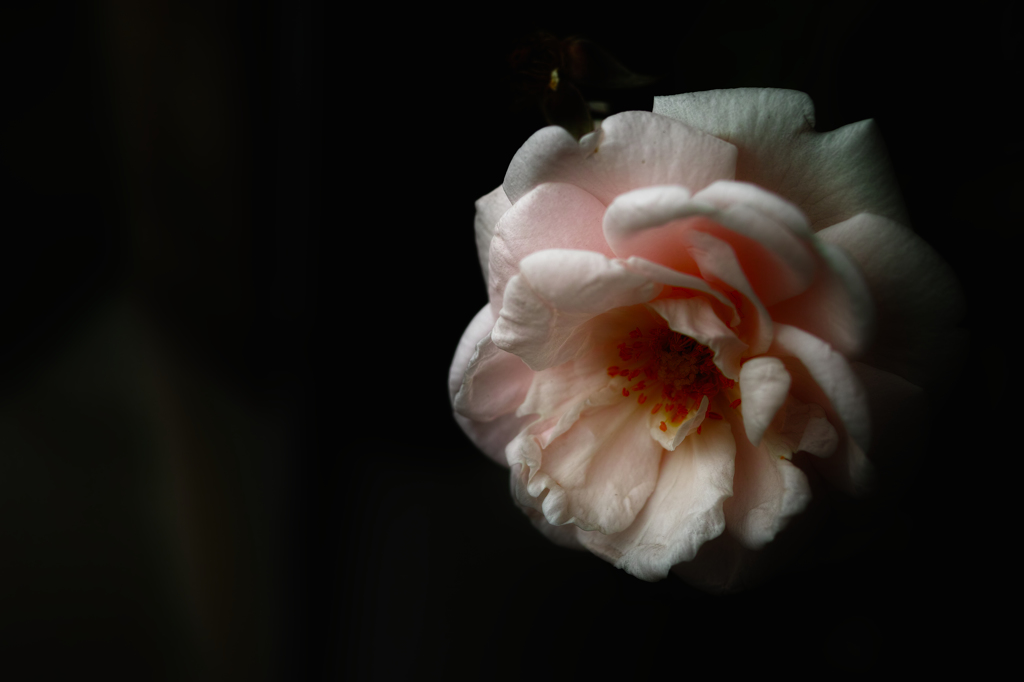 花3