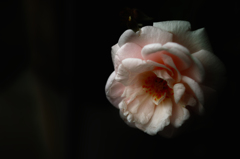 花3