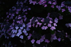 DP2M0616