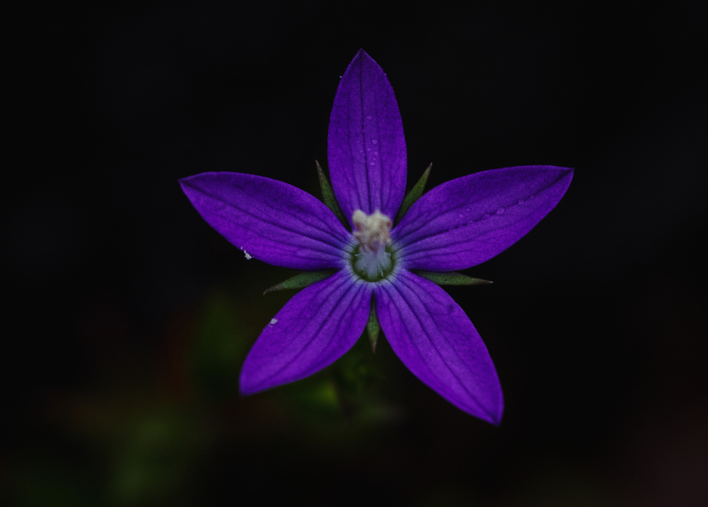 花1