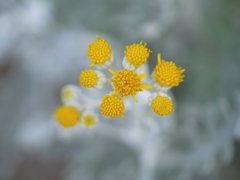 白妙菊