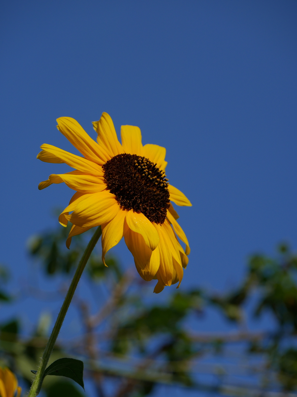 庭の花Ⅱ