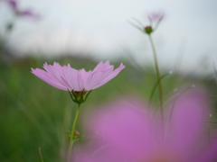 物憂げな秋桜