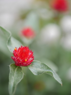 千日紅
