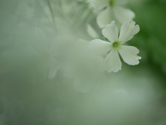 グリーンの桜草