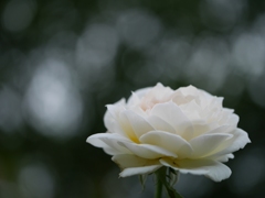 白薔薇