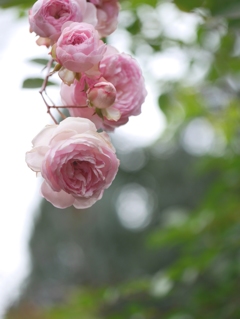 残り薔薇