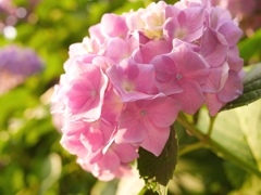 西日の紫陽花１