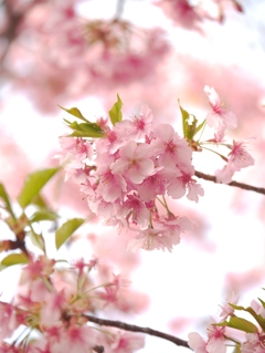 桜葉