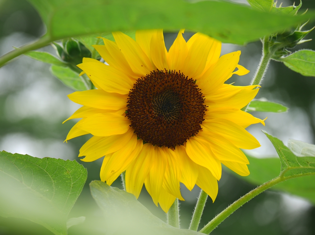 夏がそこまで