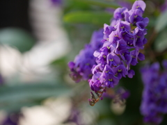 温室の花
