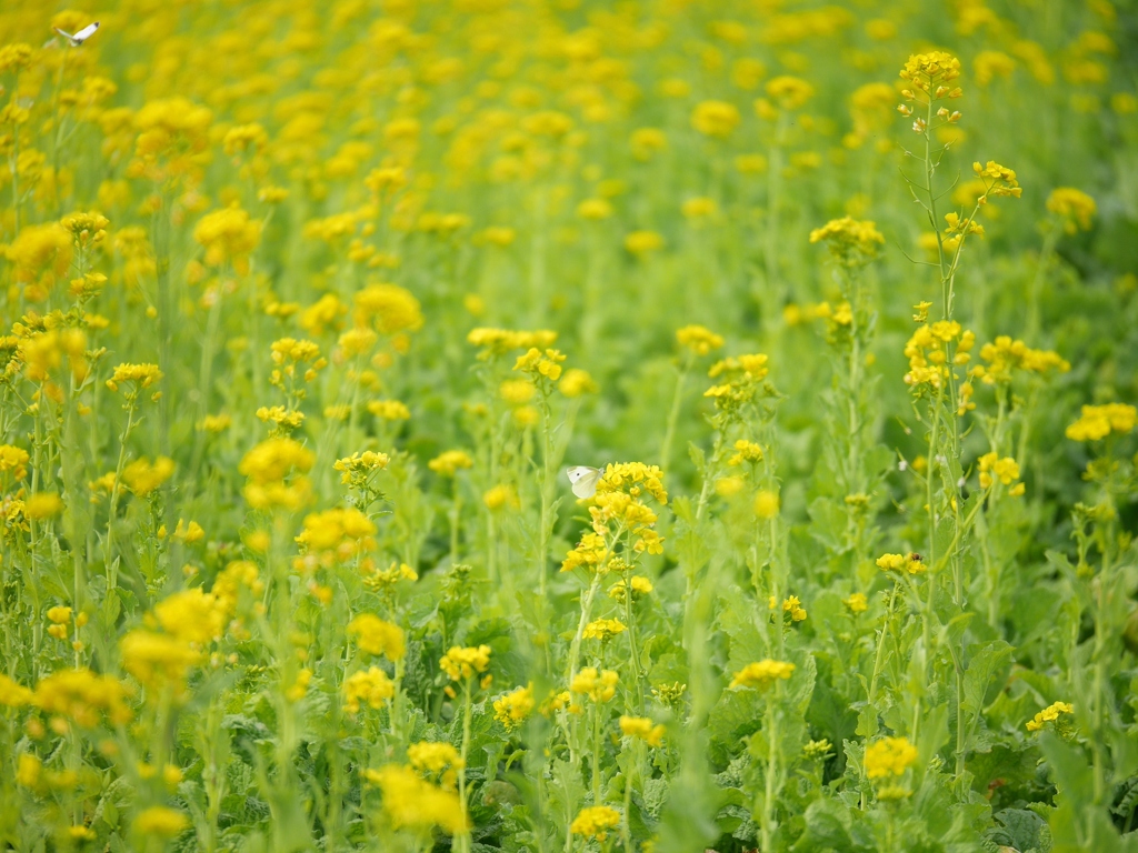 霜月の菜の花畑