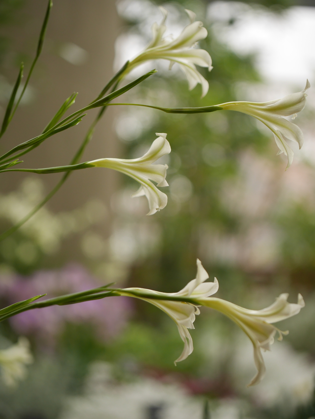 温室の花