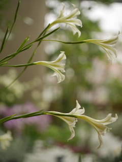 温室の花