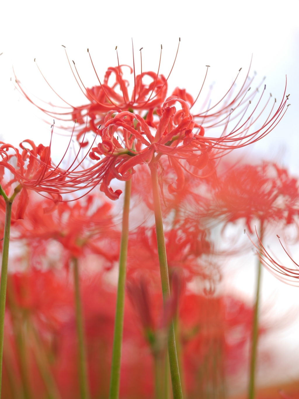 曼珠沙華