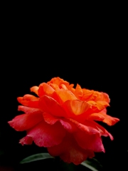 オレンジ色の薔薇
