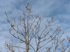 冬の空に芽