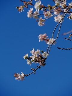 青空に冬桜