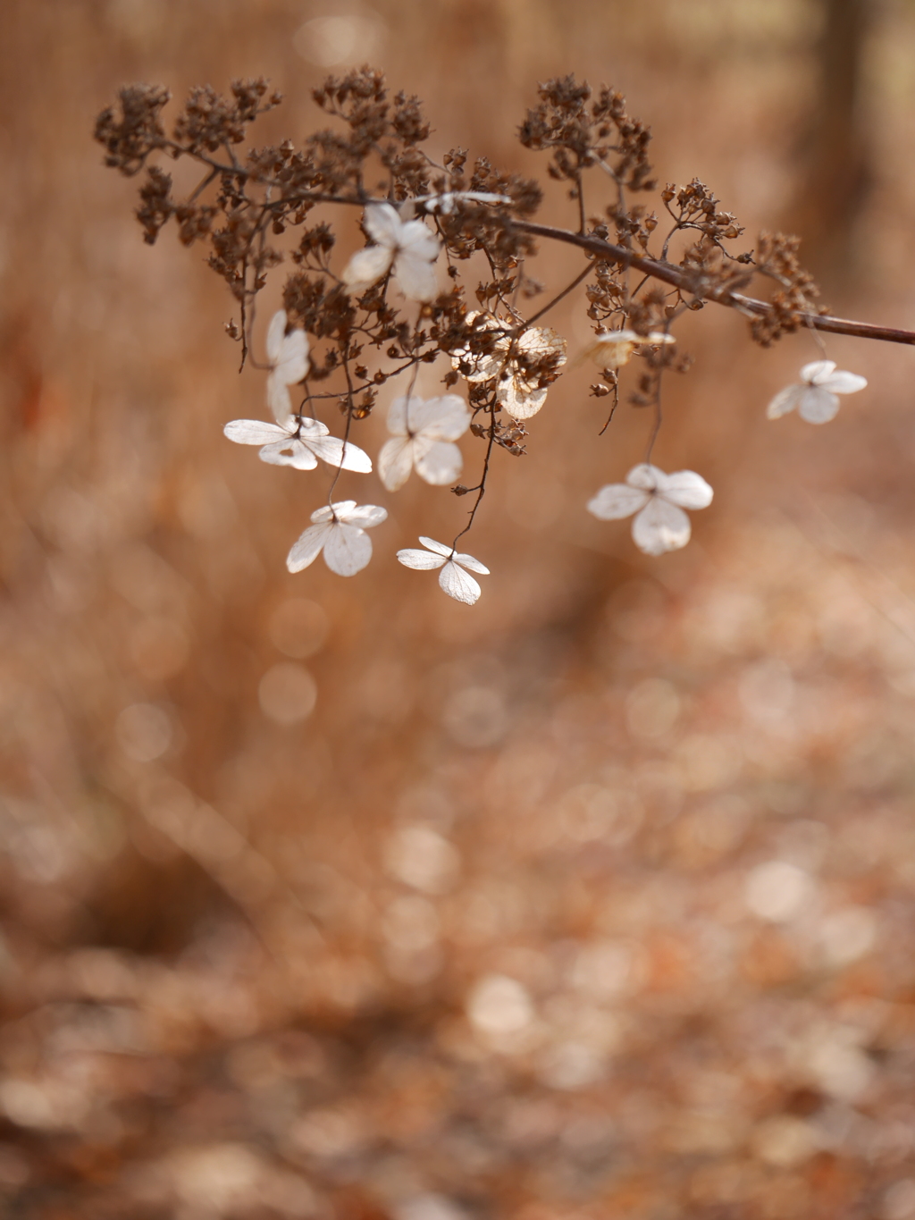 冬の陽に紫陽花Ⅱ
