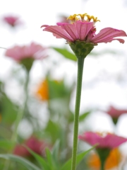 花壇