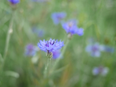 青の花