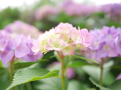紫桃紫