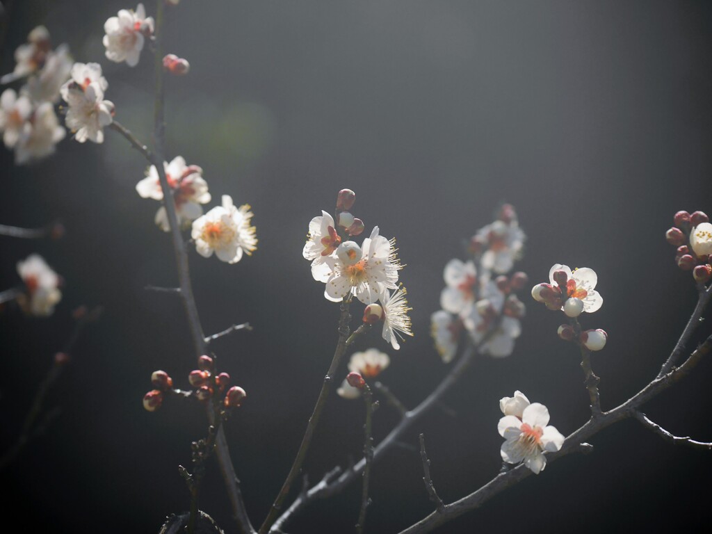 白梅五分咲き