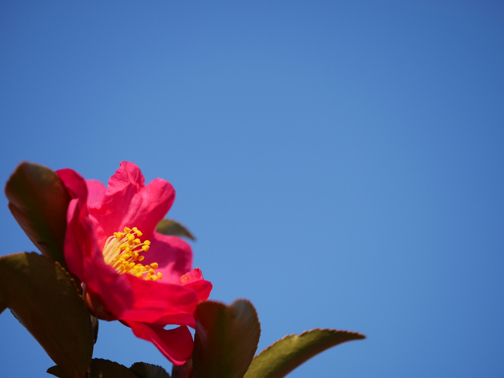 さざんかと青空