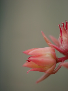 多肉ちゃんの花