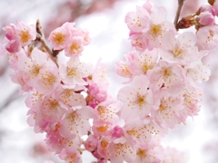 弥生の桜Ⅰ