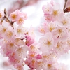 弥生の桜Ⅰ
