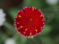千日紅