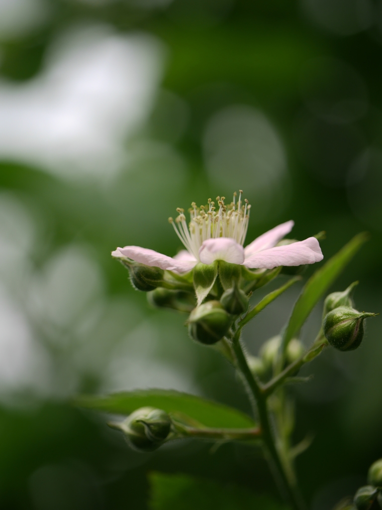 ブラックベリーの花