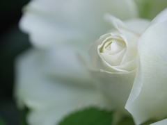 白い薔薇