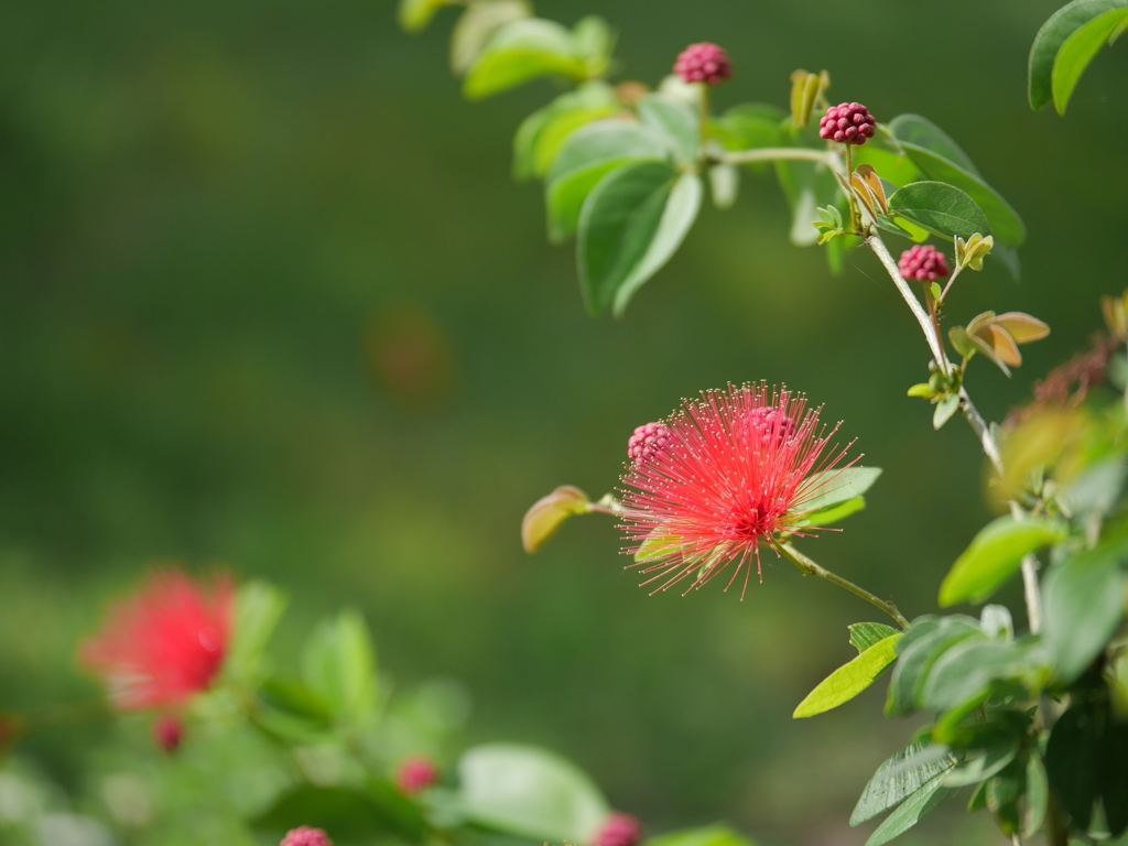 赤い花 By 365pann Id 写真共有サイト Photohito