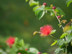 赤い花