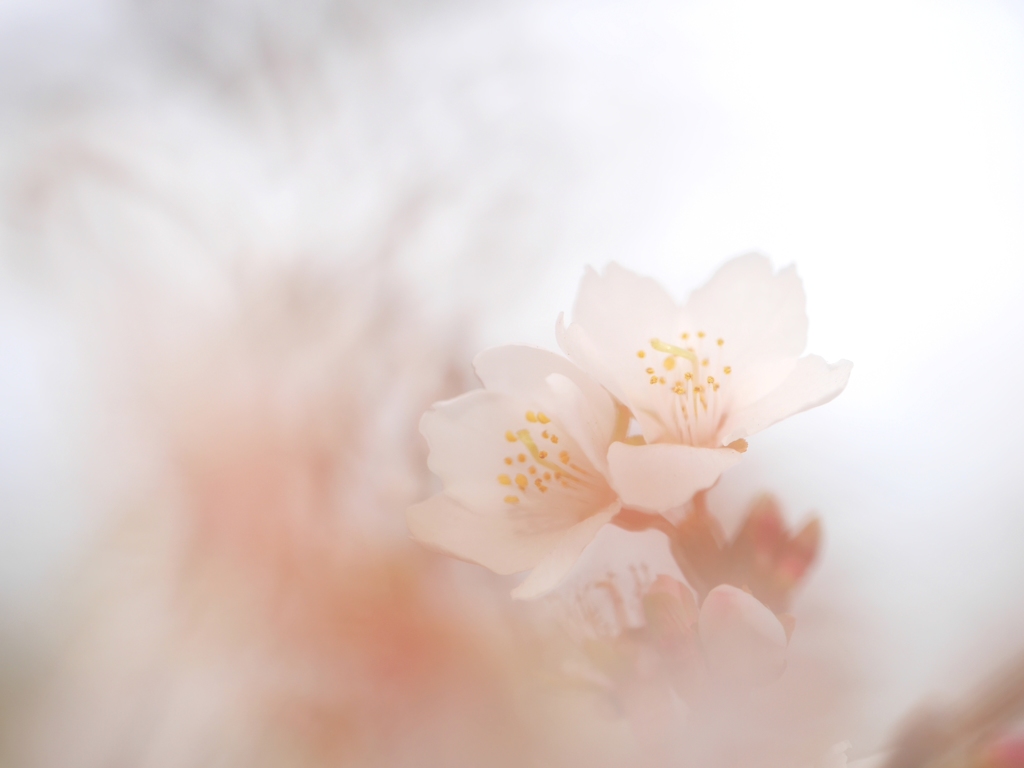 河津桜Ⅱ