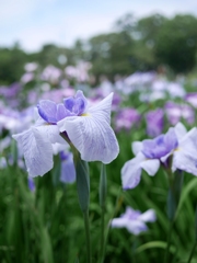 晴れた日の菖蒲園