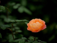 神秘的なアプリコットオレンジの薔薇