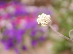 ヘリクサムの花