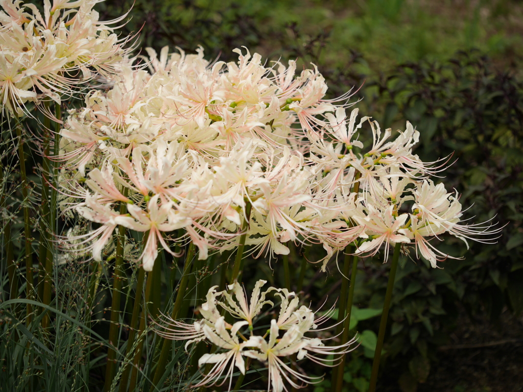 秋の野