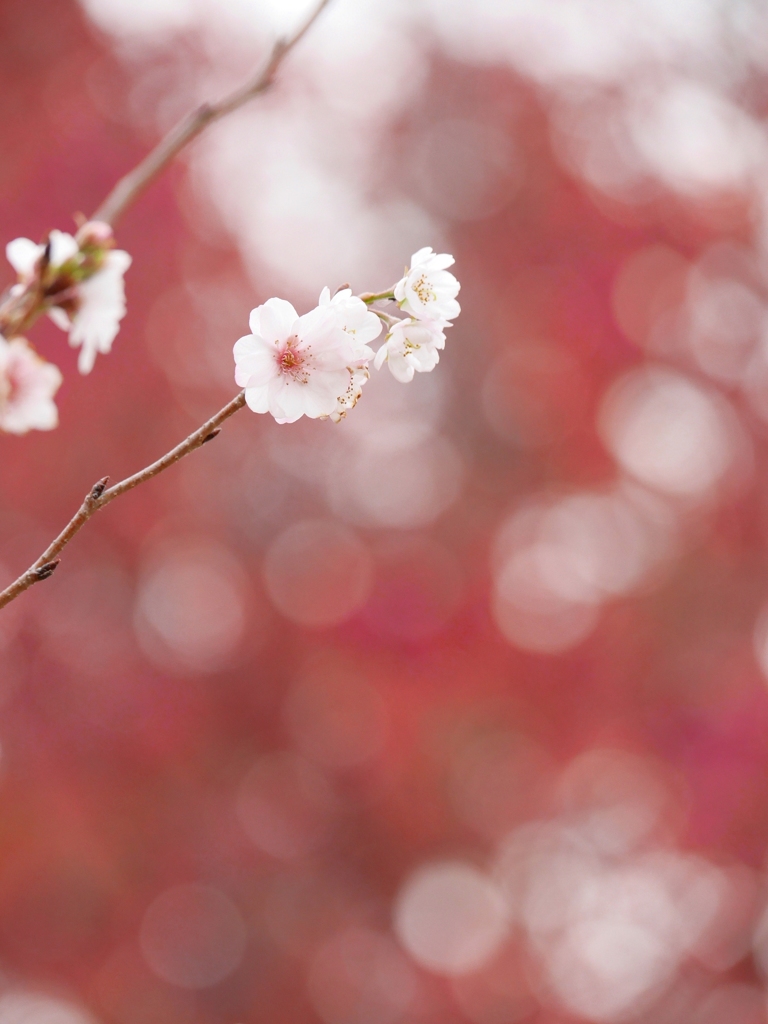 冬桜