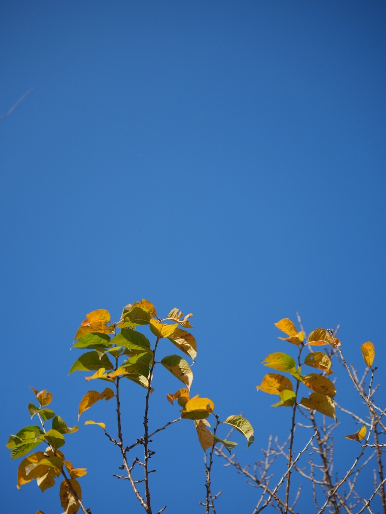 晩秋の空