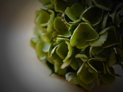 dry flower