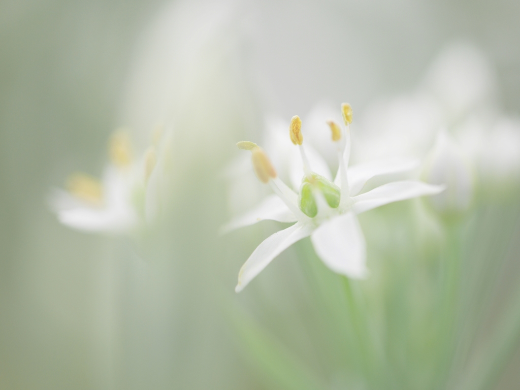 niranohanaⅡ